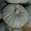 Zucca piacentina e cappello del prete