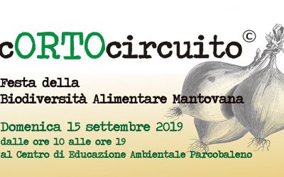 cORTOcircuito 2019