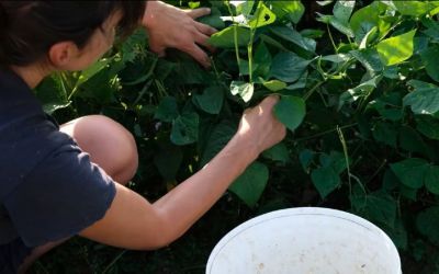 Altre Colture. Alternative agrarie nel mantovano