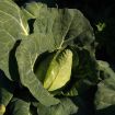 Cavolo cappuccio verde o viola
