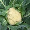Cavolfiore