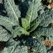 Cavolo nero