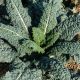 Cavolo nero