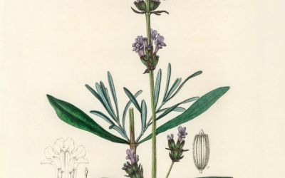 Festa della lavanda
