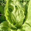 Radicchio pan di zucchero