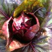 Radicchi da insalata