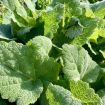 Salvia sclarea