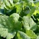 Salvia sclarea