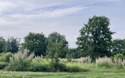 Per Corti e Cascine 2024